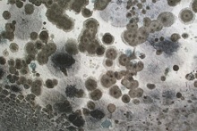 Mold